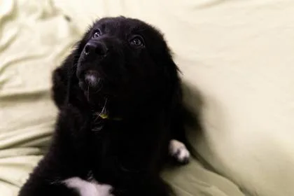 A baby extra large-sized male Newfoundland Dog dog named Obi for adoption in West Chester, PA