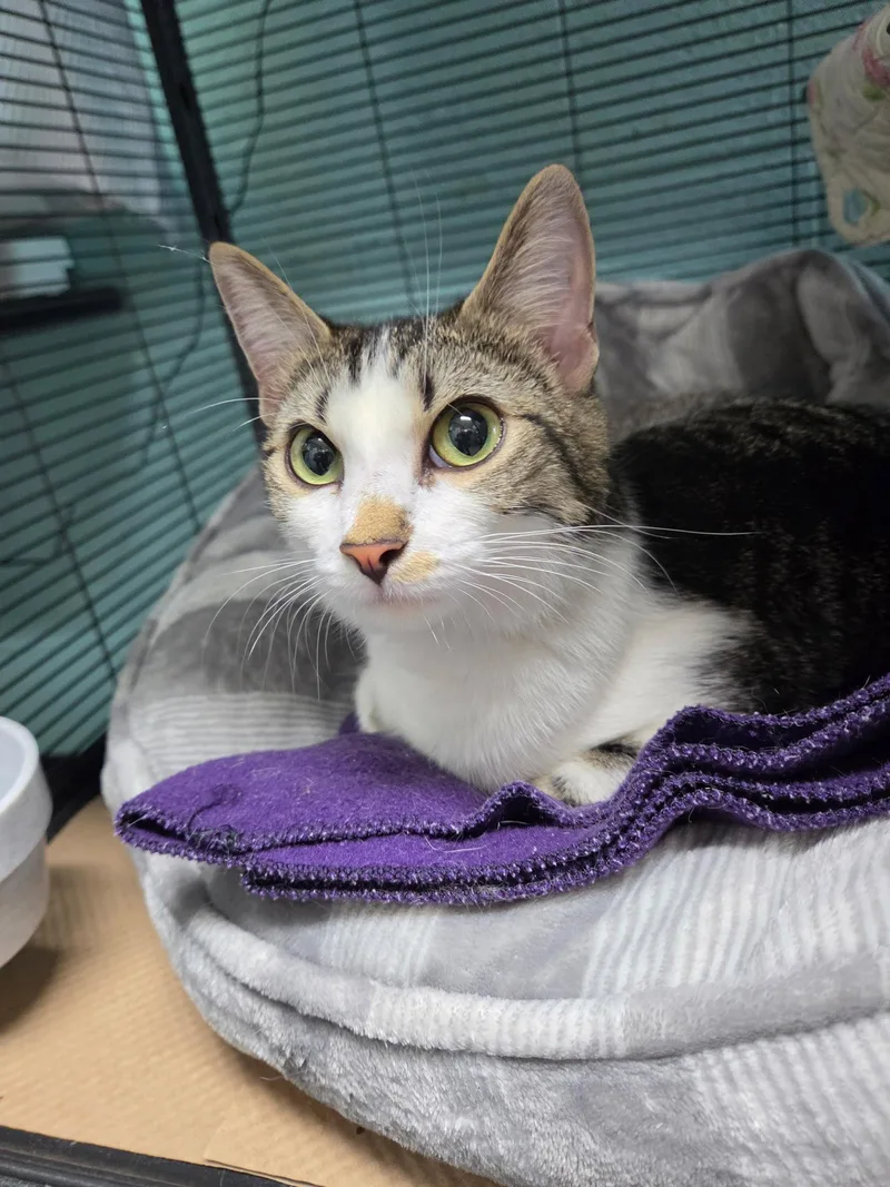 An adult medium-sized female Domestic Short Hair cat named Delaware River for adoption in Trenton, NJ