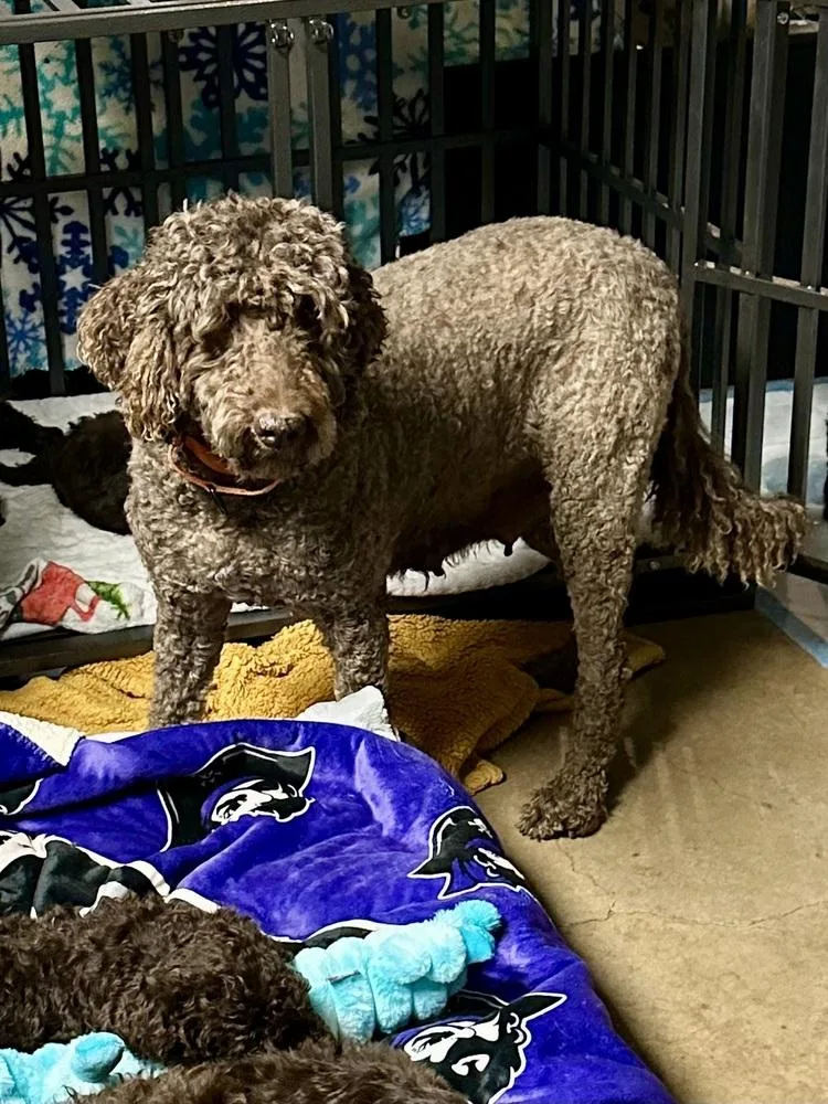 An adult large-sized female Labrador Retriever dog named Belle Rose for adoption in Milton, GA