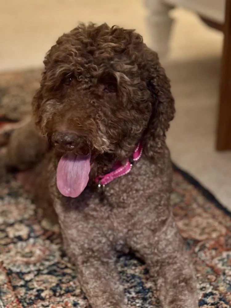 Belle Rose thumbnail 2