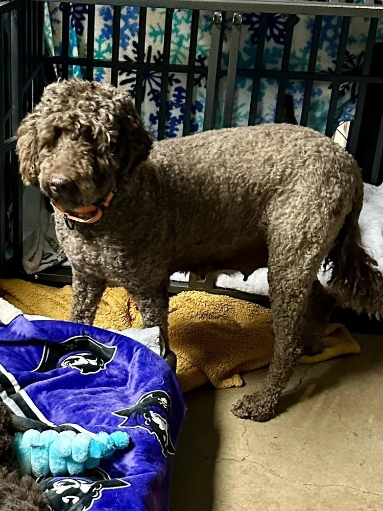 Belle Rose thumbnail 3