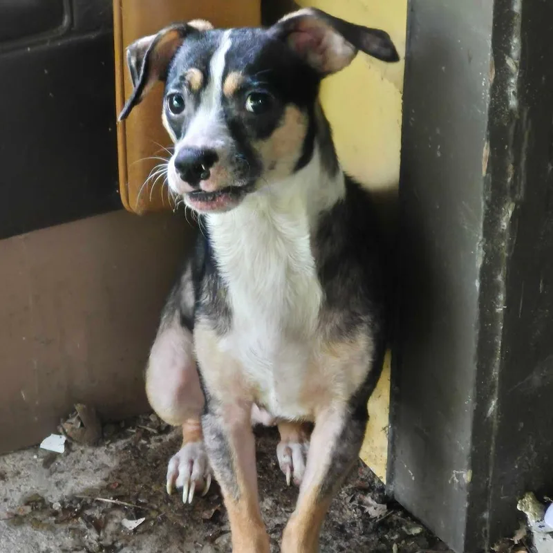An adult small-sized male Black Mixed Breed dog named StrayEddyDrive for adoption in Columbus, GA