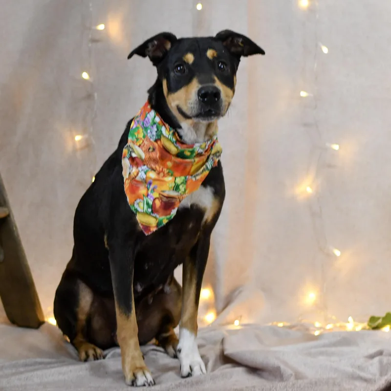 An adult medium-sized female Black Hound dog named Yvonne for adoption in Defuniak Springs, FL