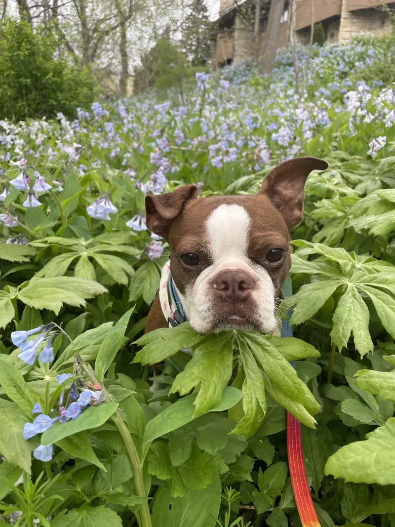 Bruno thumbnail 6