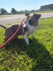 An adult large-sized male American Bulldog dog named Eddie for adoption in Urbana, IL