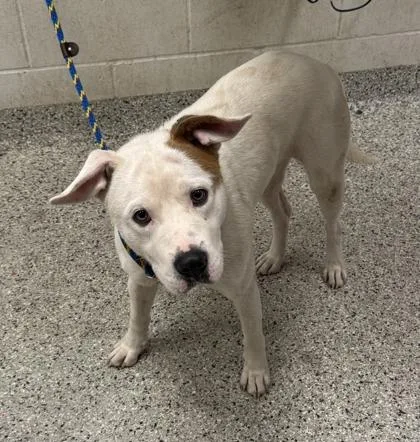 A young large-sized male White / Cream Pit Bull Terrier dog named Flitwick for adoption in Kansas City, MO