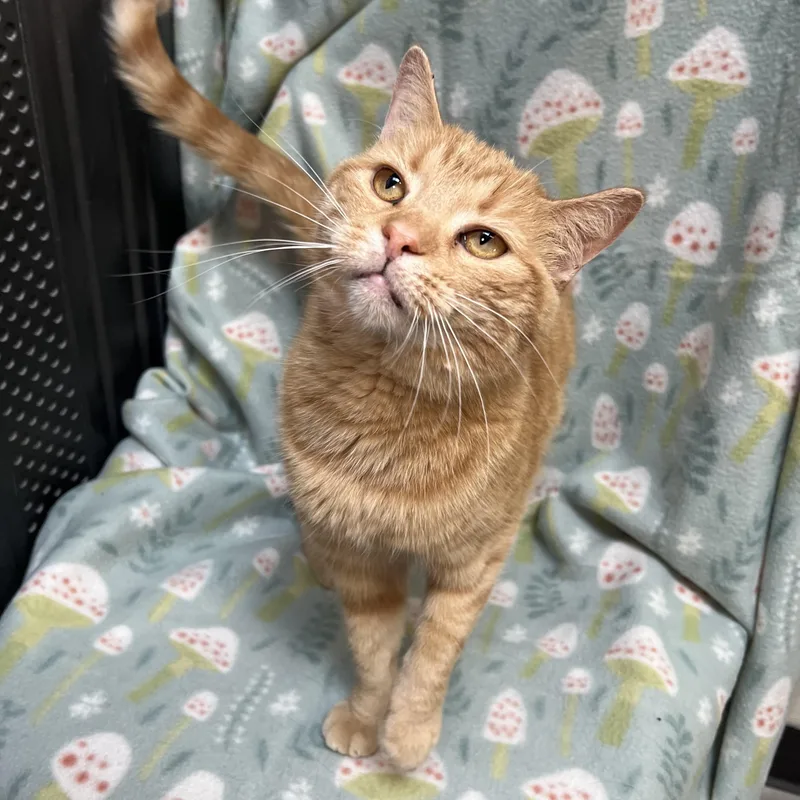 A young medium-sized female Tabby (Orange / Red) Domestic Short Hair cat named Pebbles for adoption in Fairmont, MN