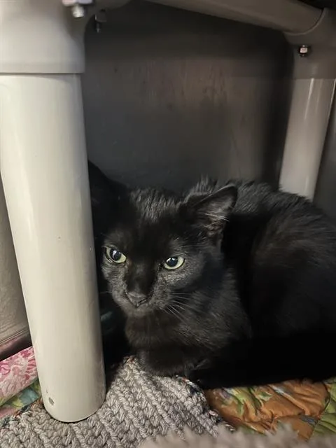 A baby medium-sized male Domestic Short Hair cat named Flower for adoption in Brewster, MA