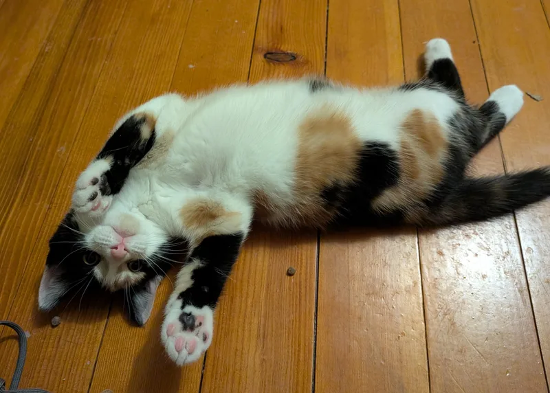 A young medium-sized female Calico American Shorthair cat named Kiki for adoption in Rochester, NY