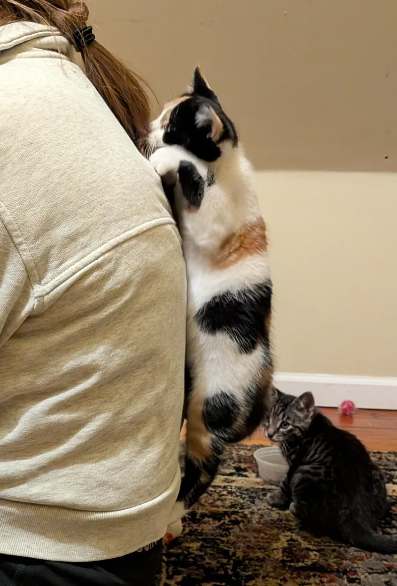 Kiki thumbnail 3