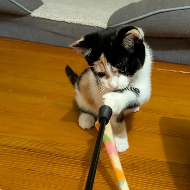 Kiki thumbnail 4
