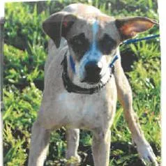 A young medium-sized female Mixed Breed dog named Murphy for adoption in West Palm Beach, FL