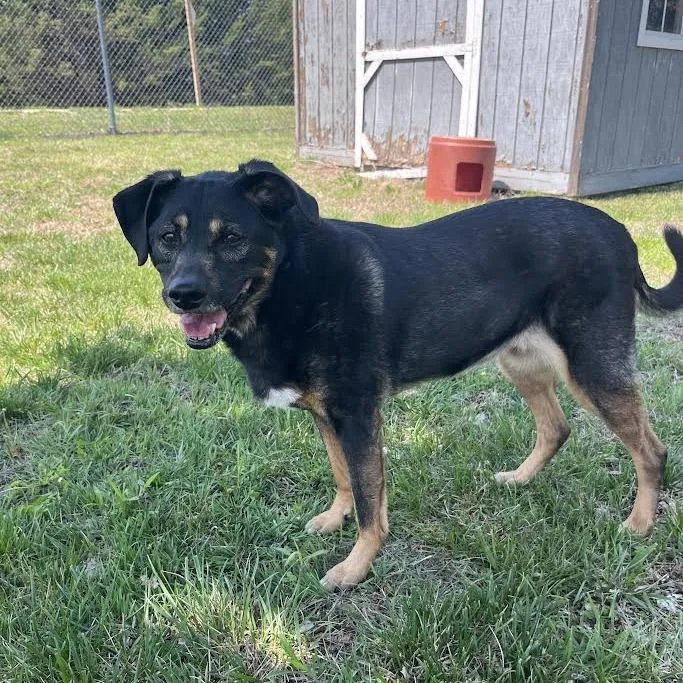 A senior medium-sized female Black Mixed Breed dog named Sasha for adoption in Ottawa, KS