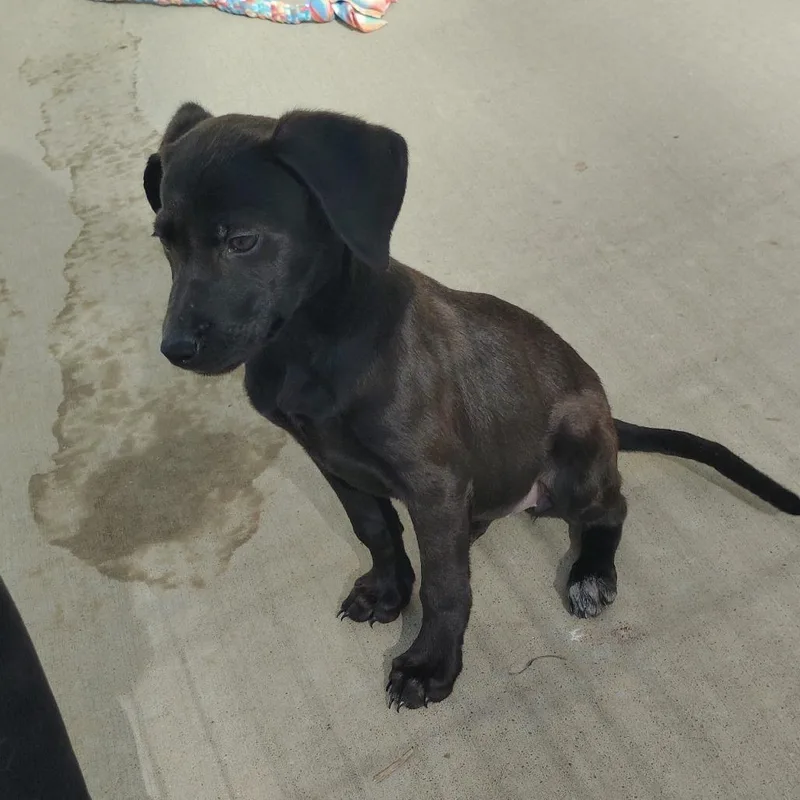 A young medium-sized female Black Labrador Retriever dog named River for adoption in Tulsa, OK