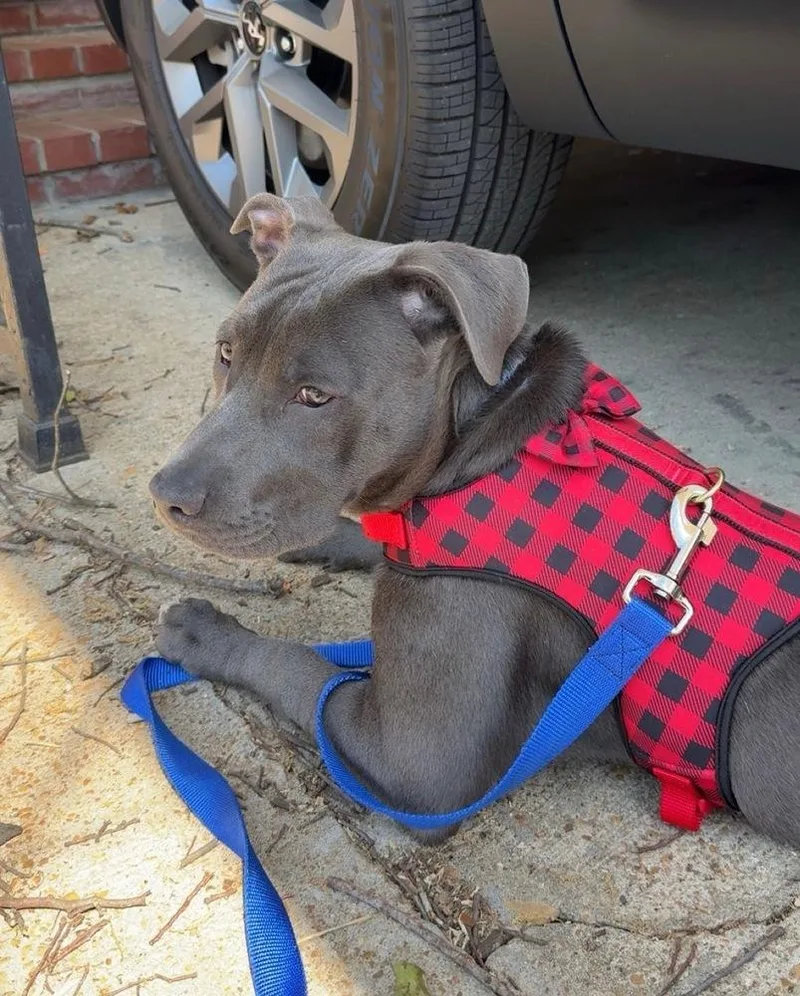 A baby medium-sized female Gray / Blue / Silver Pit Bull Terrier dog named Tammy for adoption in Wenonah, NJ