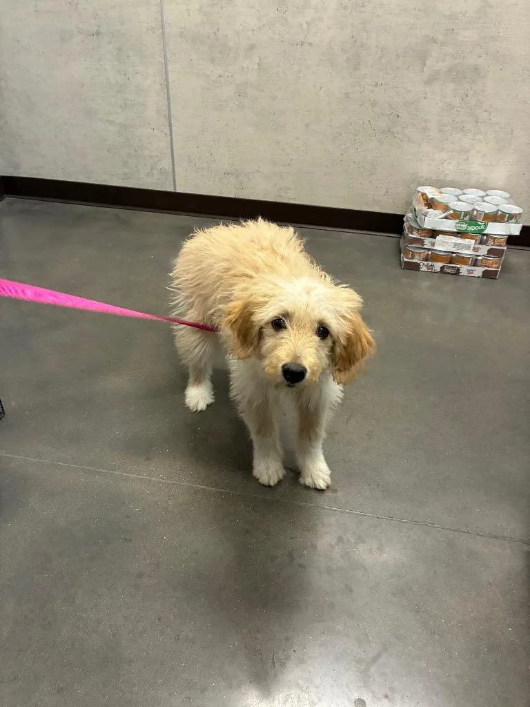 A baby medium-sized female Golden Retriever dog named Rhea for adoption in Clarksville, TN