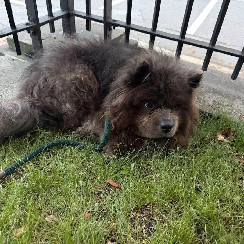 A baby medium-sized male Brown / Chocolate Chow Chow dog named Potter for adoption in West Chester, PA