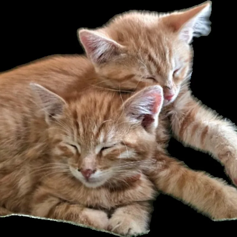 A baby small-sized female Orange / Red Domestic Short Hair cat named Marigold Roundy for adoption in Eagle Mountain, UT