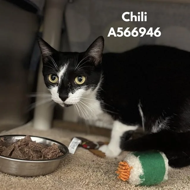 A young small-sized female Domestic Short Hair cat named Chilli for adoption in Huntsville, AL