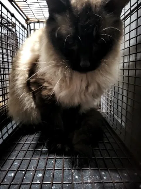 An adult medium-sized male Siamese cat named Yasushi for adoption in San Antonio, TX