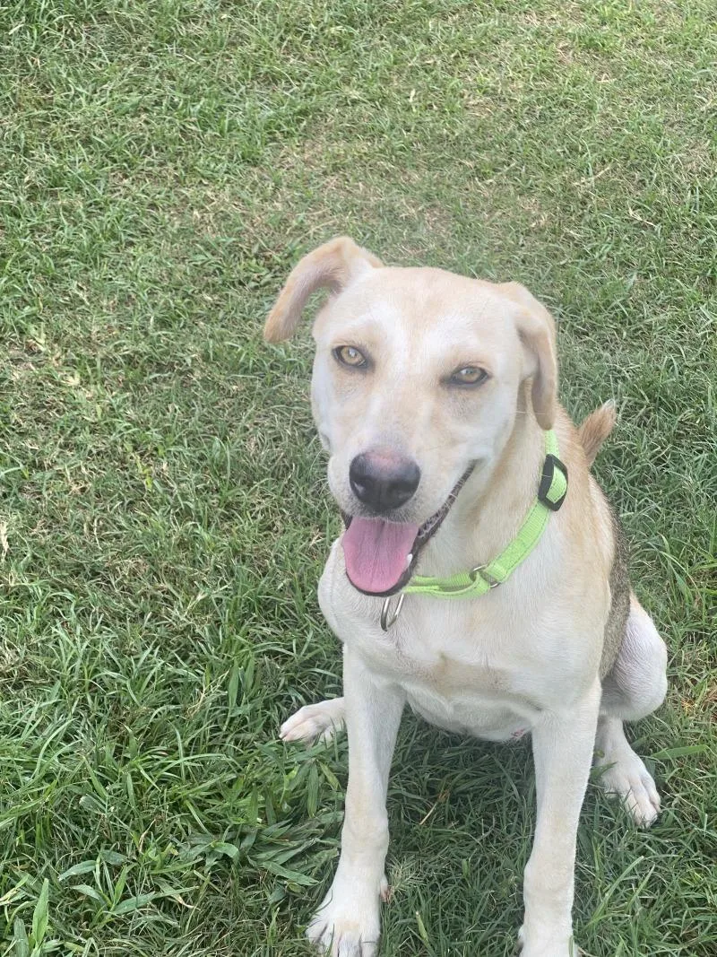 A young medium-sized female Yellow / Tan / Blond / Fawn Yellow Labrador Retriever dog named Miya for adoption in Houston, TX