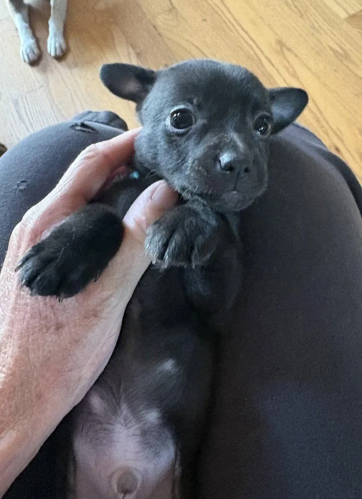 Baloo