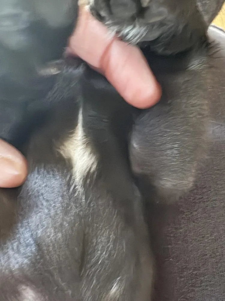 Baloo thumbnail 3