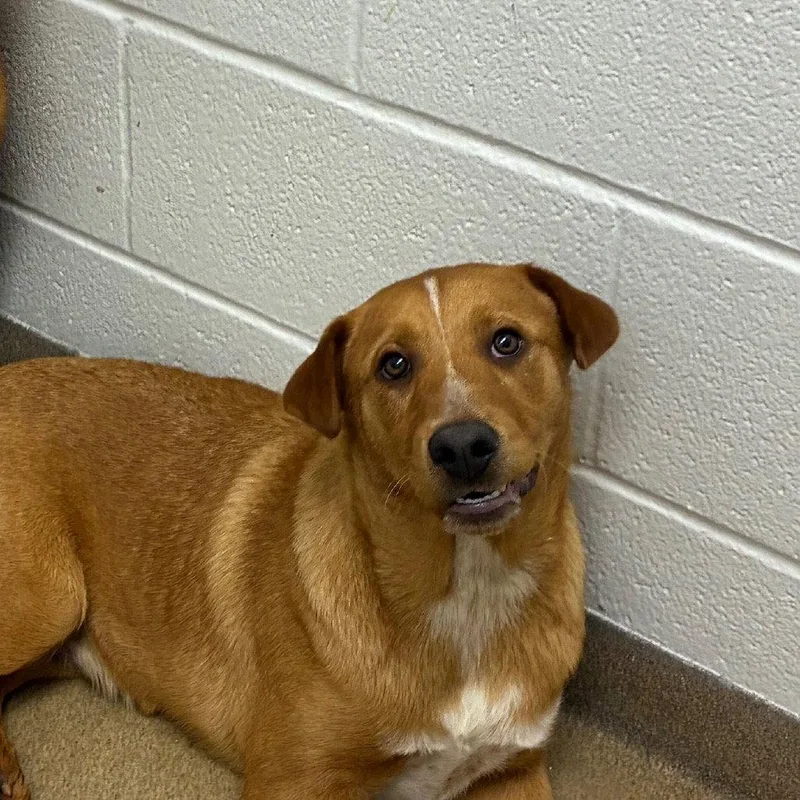 A young large-sized male Retriever dog named Dewey Gch for adoption in Rockaway, NJ