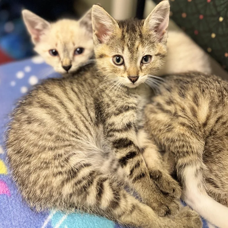 A baby medium-sized female Orange / Red Domestic Short Hair cat named Minnow for adoption in Dodgeville, WI