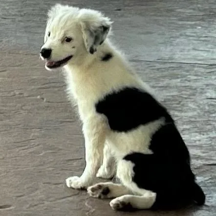 A baby small-sized male Black Mixed Breed dog named Mr. Pearls for adoption in Duncan, OK
