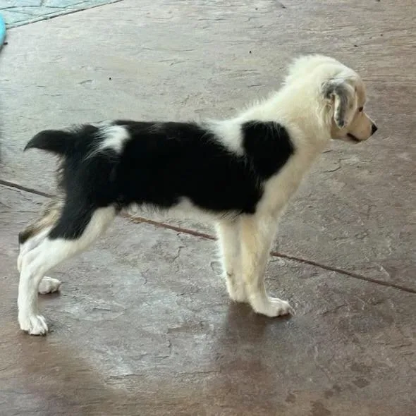 Mr. Pearls thumbnail 2