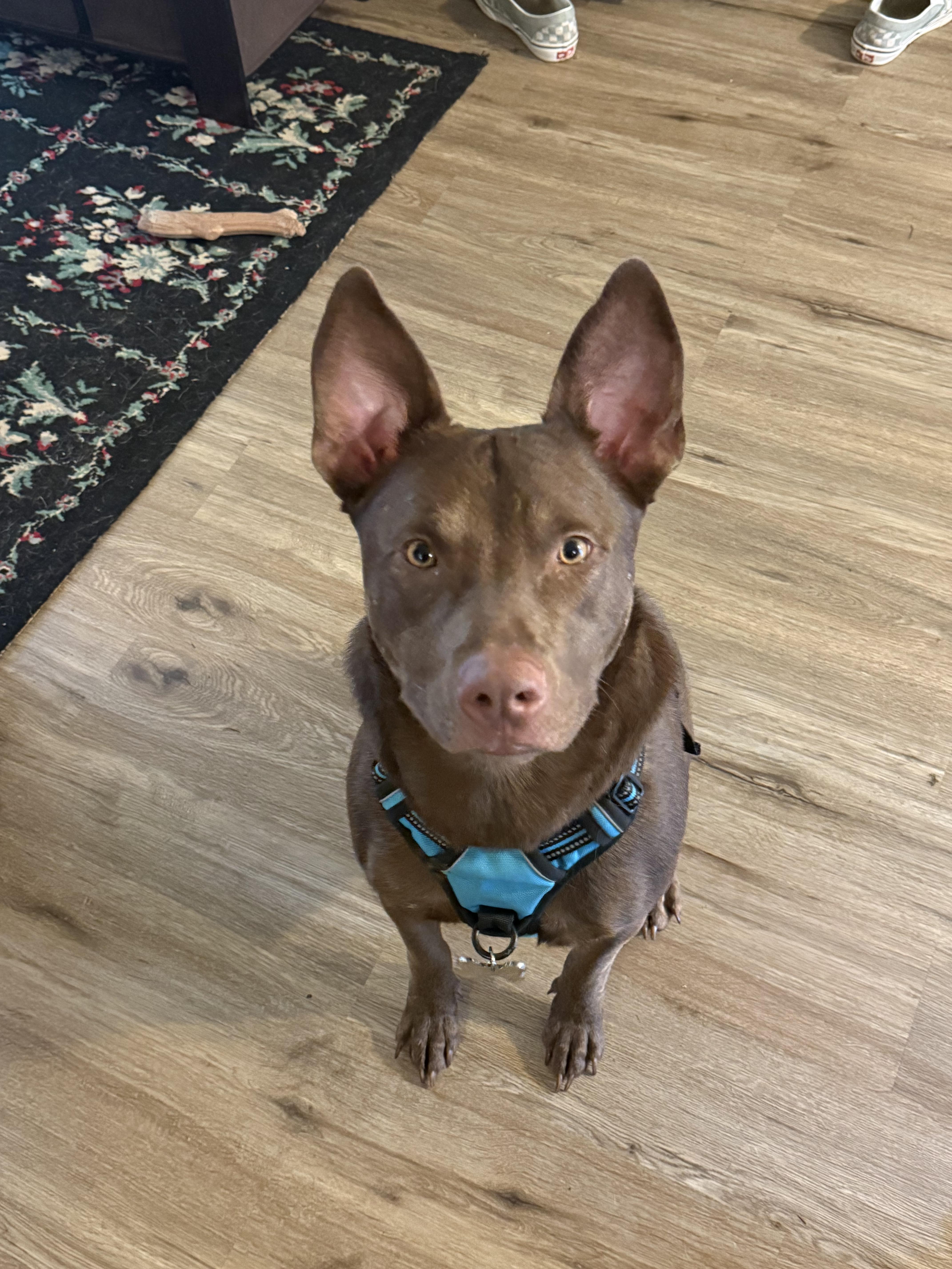 A young medium-sized male Brown / Chocolate Australian Kelpie dog named Milo for adoption in Houston, TX