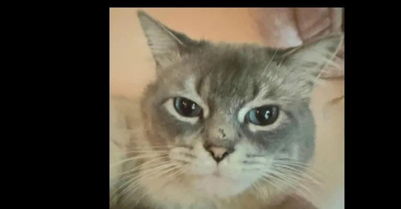 Milo thumbnail 2