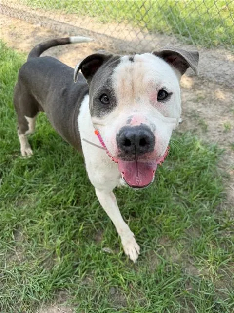 An adult medium-sized female American Staffordshire Terrier dog named A for adoption in Conroe, TX