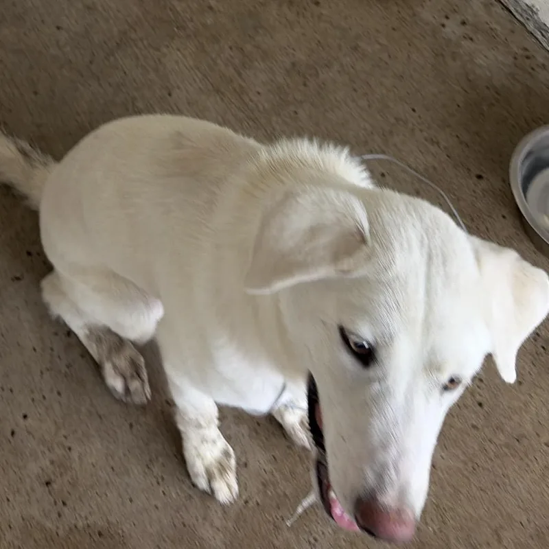 An adult medium-sized female White / Cream Labrador Retriever dog named Bell for adoption in Edinburg, TX