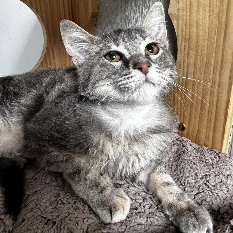 Mochi