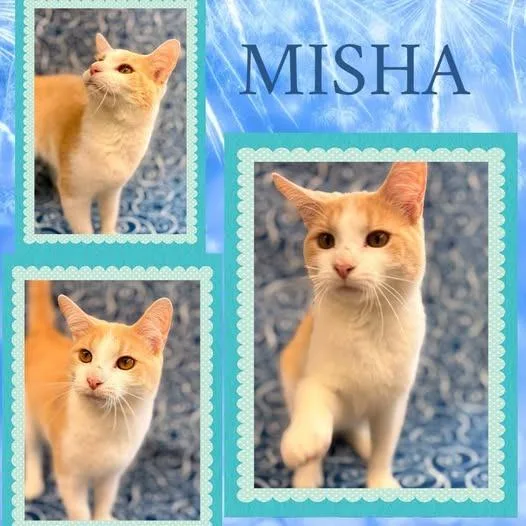 A young large-sized male Domestic Short Hair cat named Misha for adoption in Rensselaer, IN