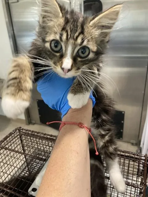 A baby small-sized male Domestic Medium Hair cat named Bennie for adoption in Long Beach, CA