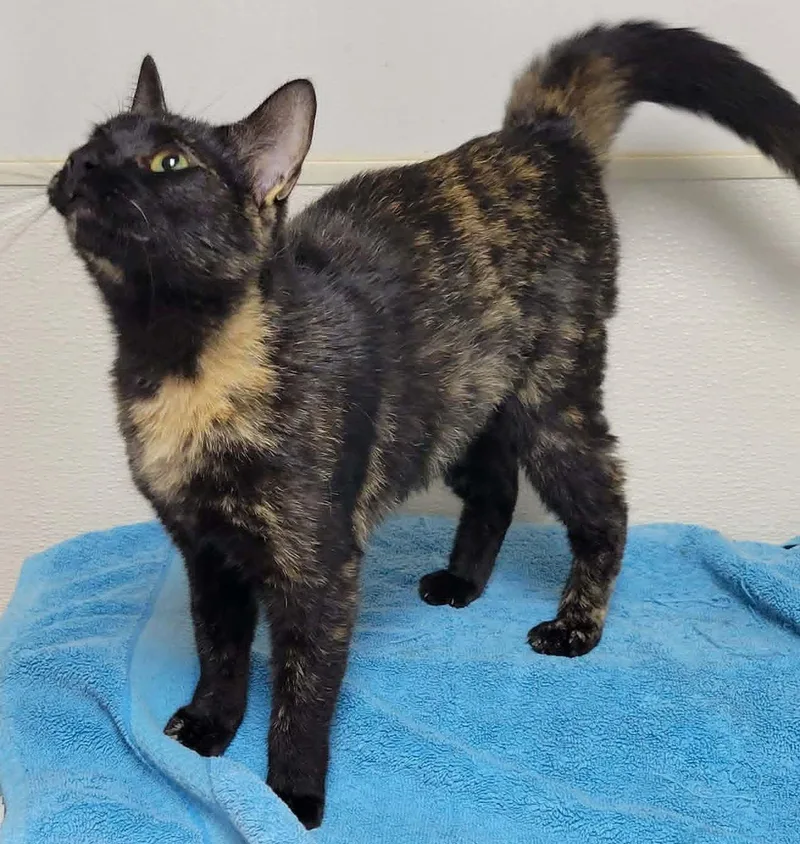A young medium-sized female Tortoiseshell cat named Ezra for adoption in Portage, WI