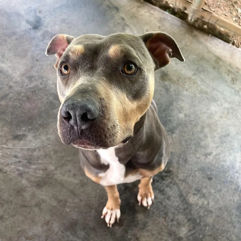An adult medium-sized female Tricolor (Brown, Black, & White) Pit Bull Terrier dog named Cricket for adoption in Edinburg, VA