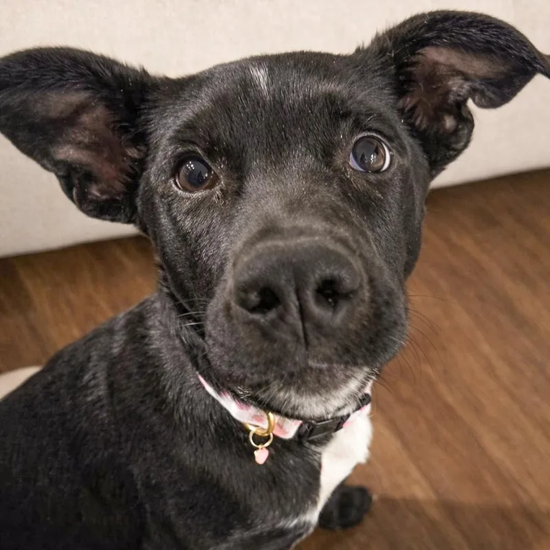 Laurette thumbnail 4