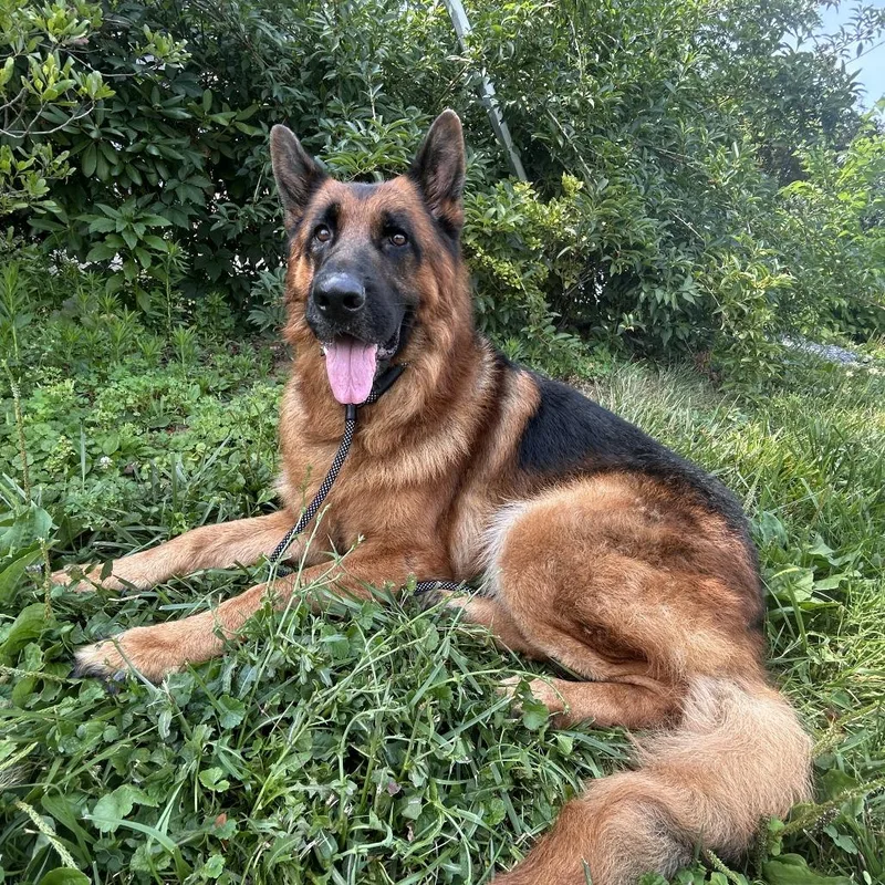 An adult large-sized male Black German Shepherd Dog dog named Otto for adoption in New Ringgold, PA