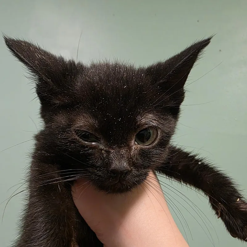 A baby small-sized female Black Domestic Short Hair cat named Pavlova for adoption in Leander, TX