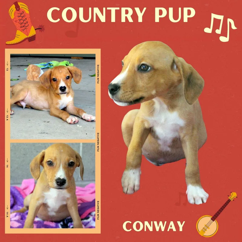 A baby small-sized male Hound dog named Conway for adoption in LINDSAY, CA