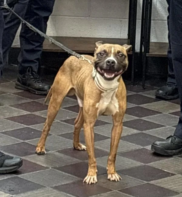 An adult medium-sized male Mixed Breed dog named Majesty for adoption in New York, NY
