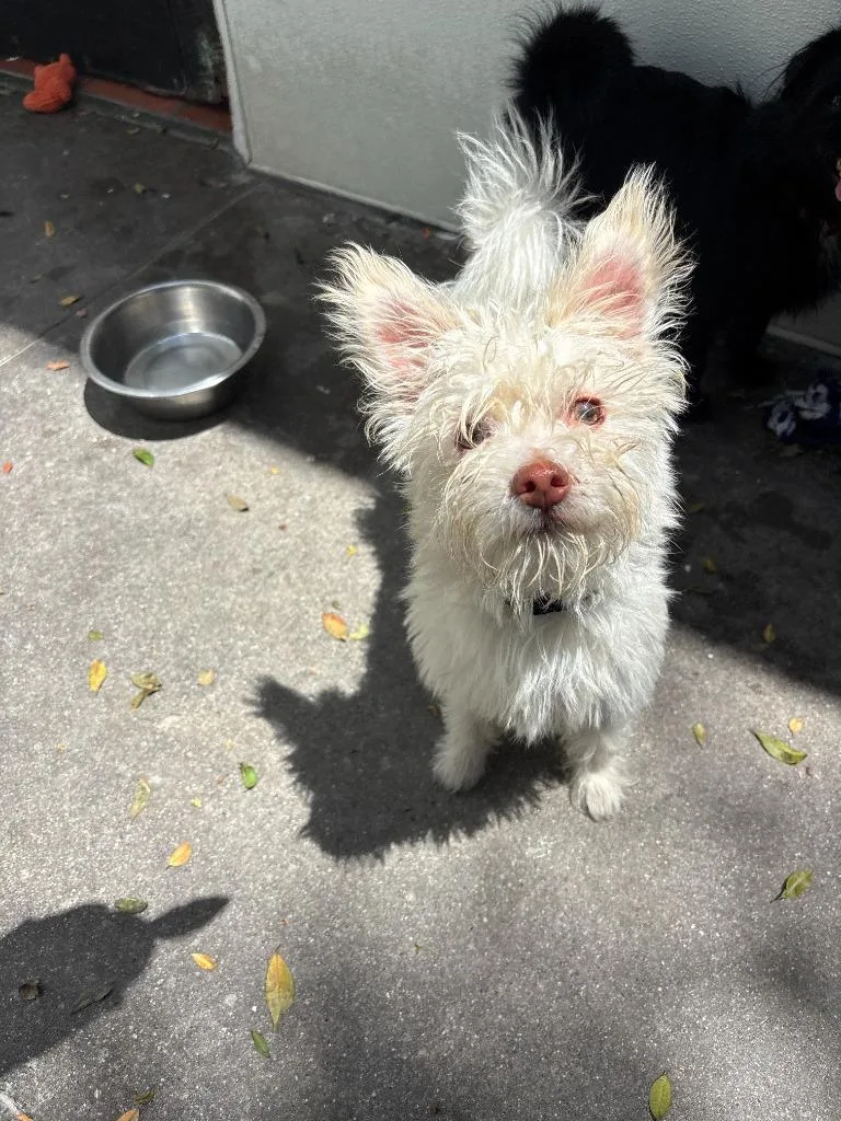 A baby small-sized male Maltese dog named Marshmallow for adoption in Los Angeles, CA