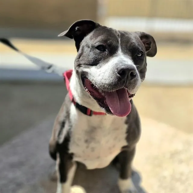 A young medium-sized female Pit Bull Terrier dog named Sweet Pea for adoption in Las Vegas, NV