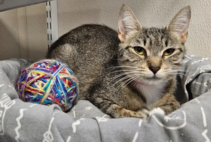 A young small-sized female Domestic Short Hair cat named Sweetie for adoption in Fremont, OH