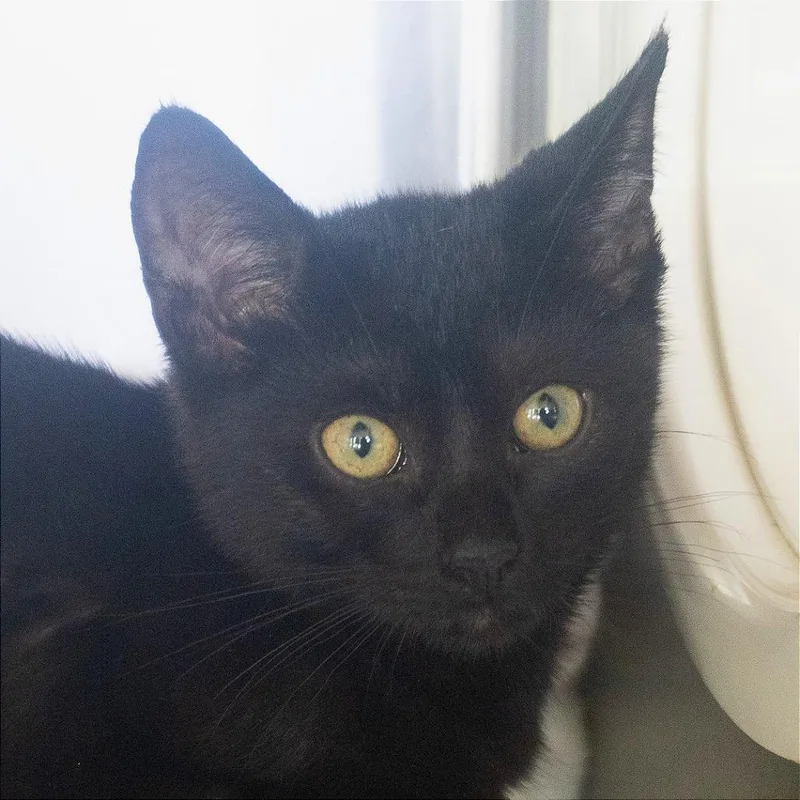 A baby small-sized male Black Domestic Short Hair cat named June Bug for adoption in Asheville, NC