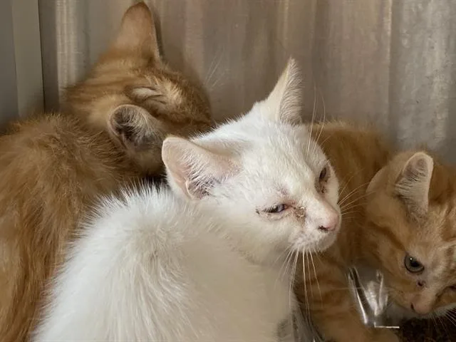 A baby small-sized male Siamese cat named Mark for adoption in Tustin, CA